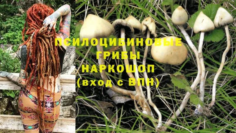 Псилоцибиновые грибы Cubensis  мориарти официальный сайт  Злынка 